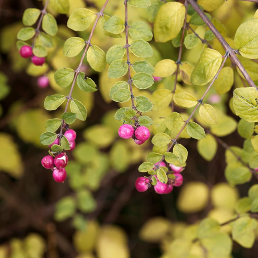 Symphoricarpos chenaultii Hancock - Baya de coral