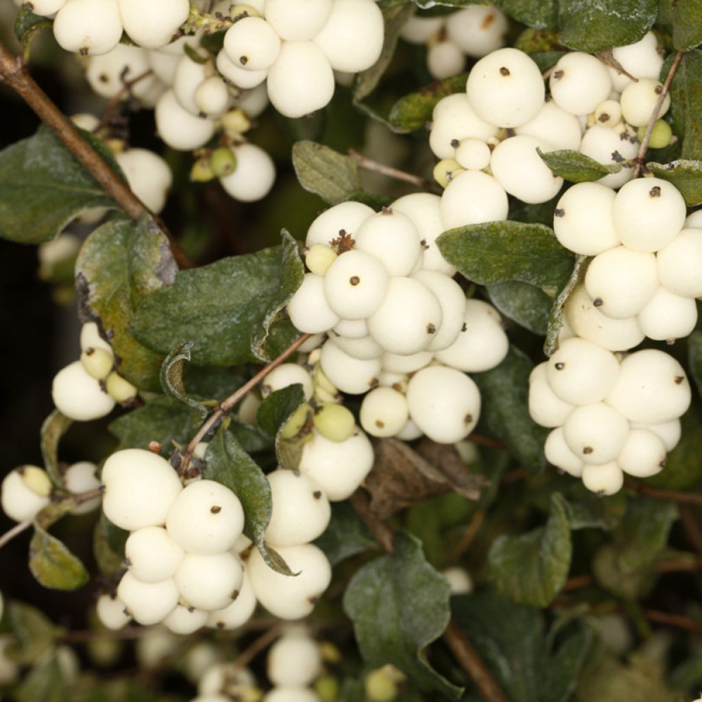 ymphoricarpos oreophilus - Baya de coral