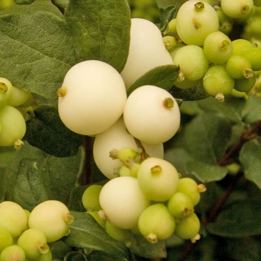 Symphoricarpos White Hedge - Baya de coral