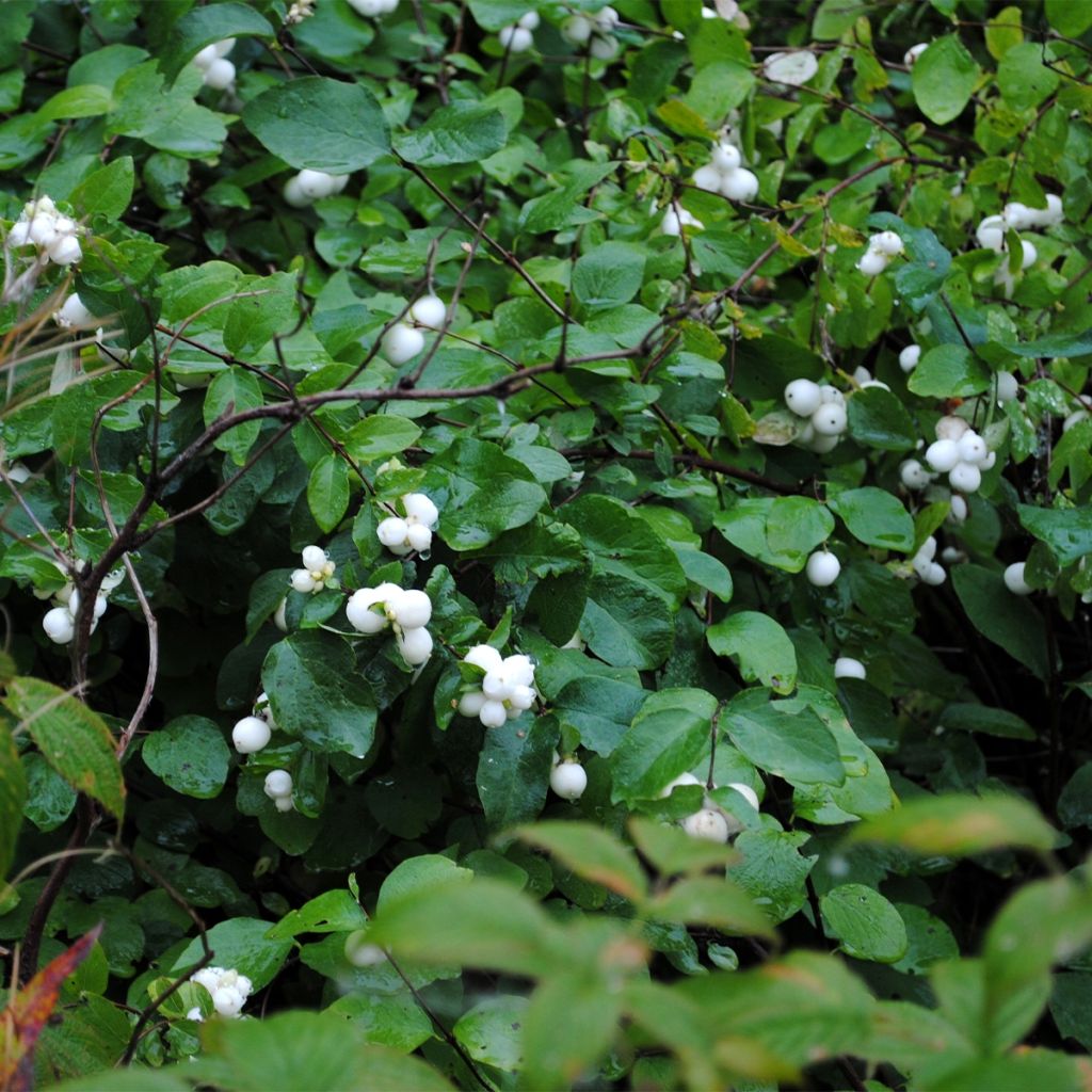 Symphorine - Symphoricarpos Arvid