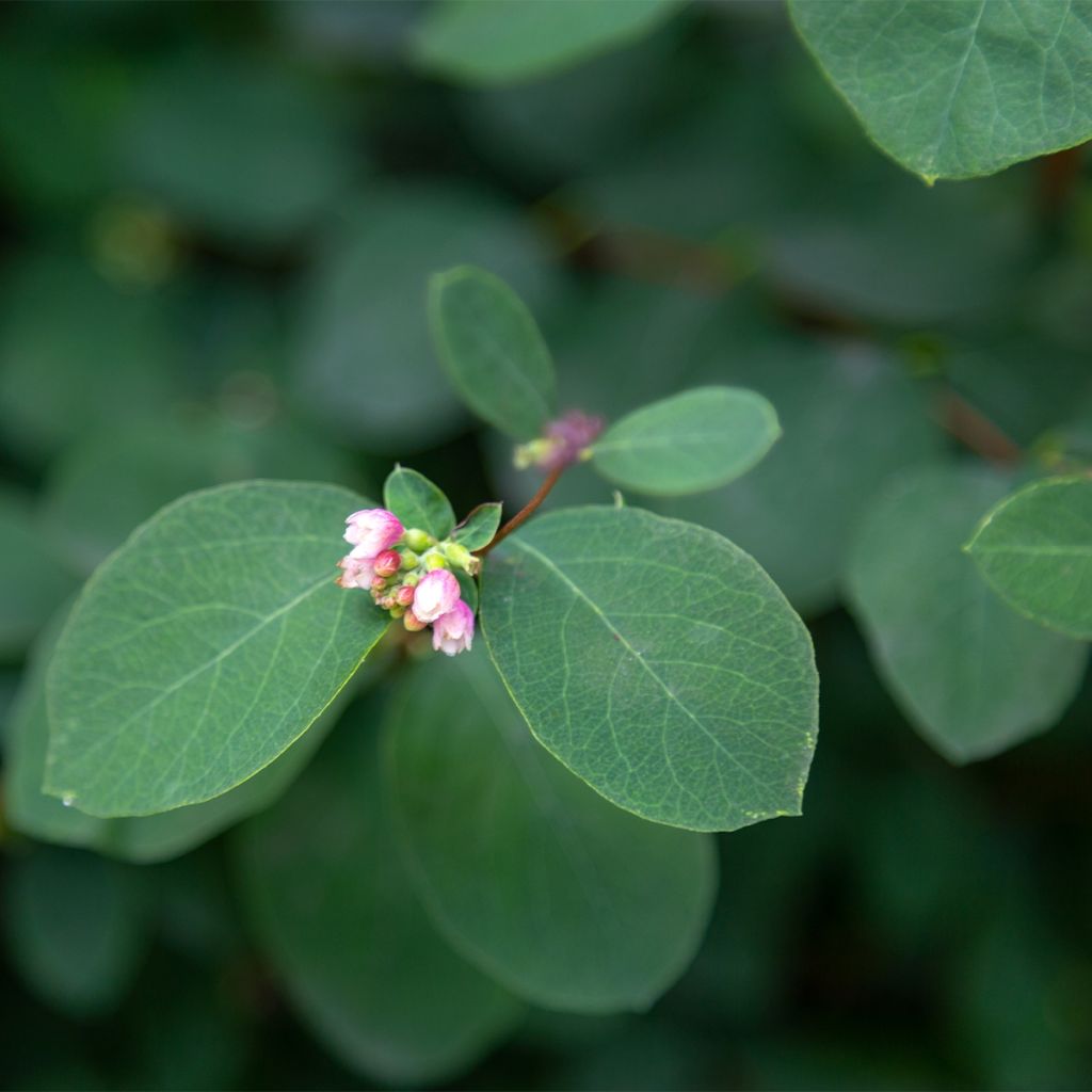 Symphorine - Symphoricarpos Arvid