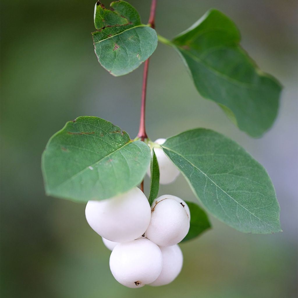 Symphorine - Symphoricarpos Arvid