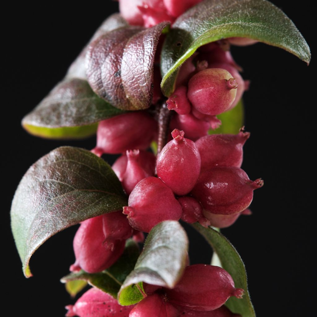 Symphoricarpos Magical Berry Christmas - Baya de coral