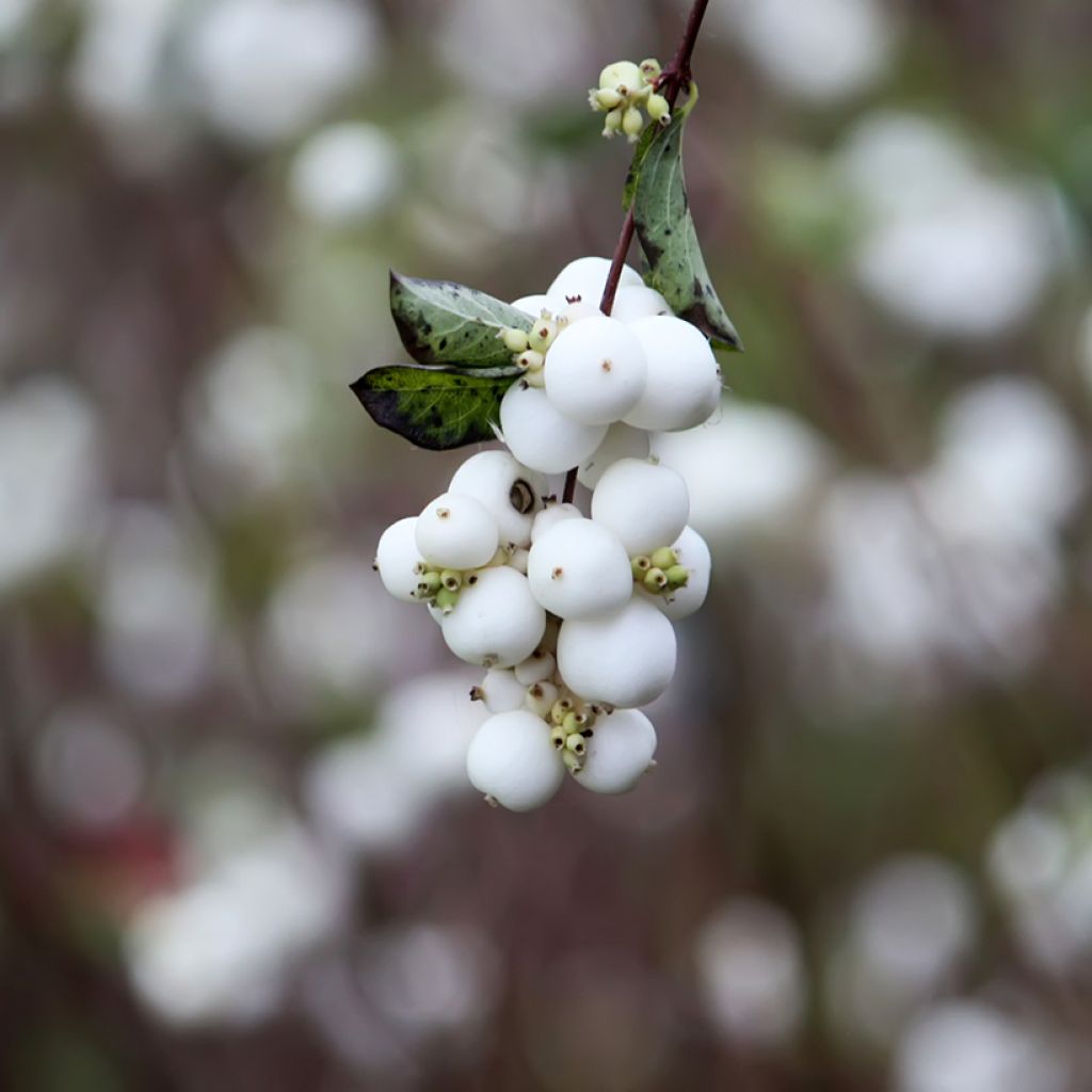 Symphorine blanche - Symphoricarpos albus var. laevigatus