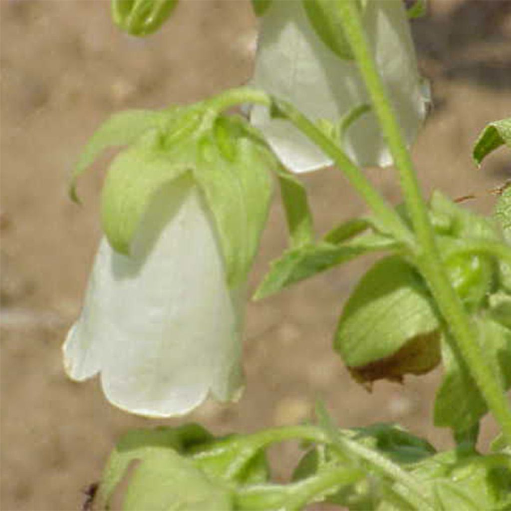 Symphyandra pendula