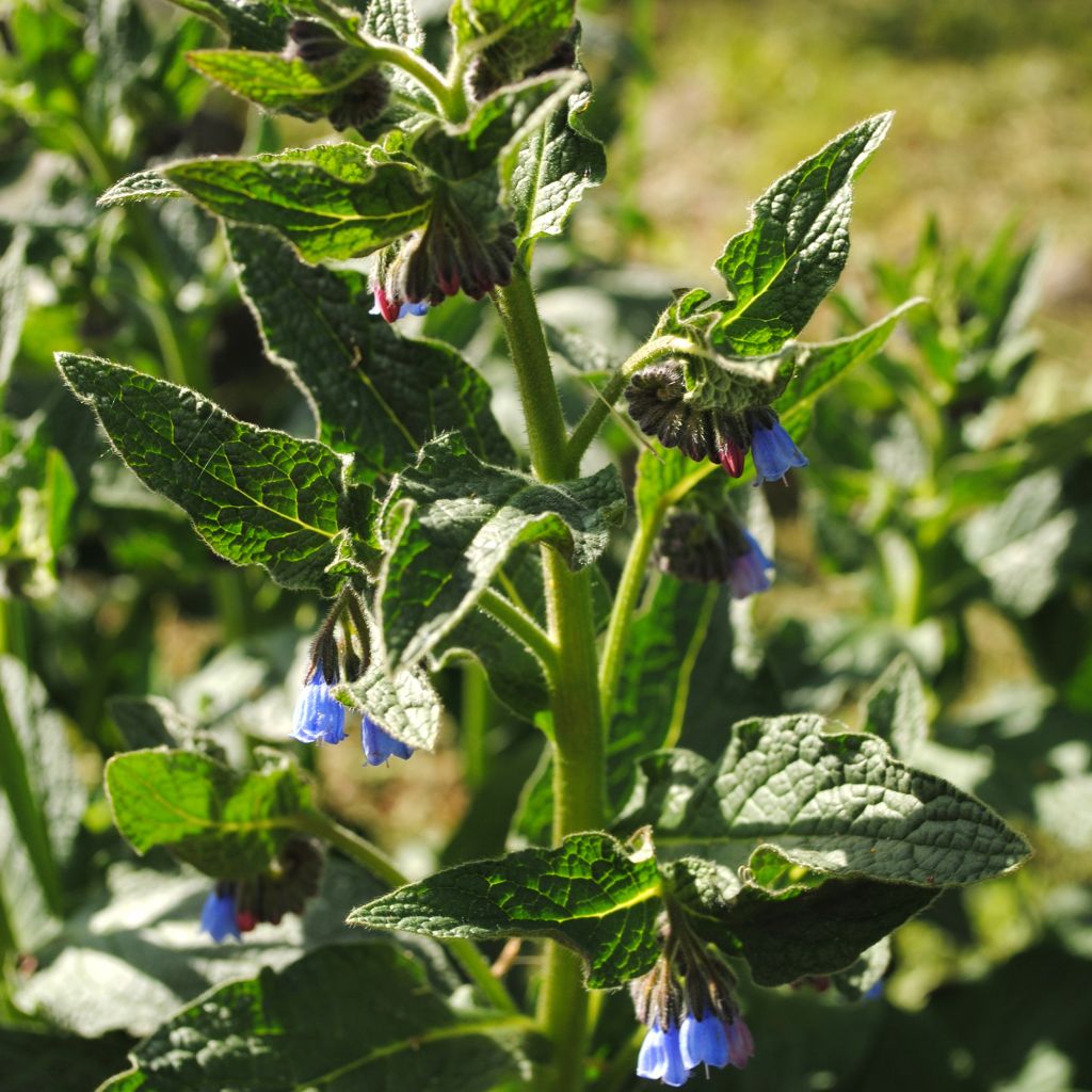 Symphytum azureum - Consuelda Azul