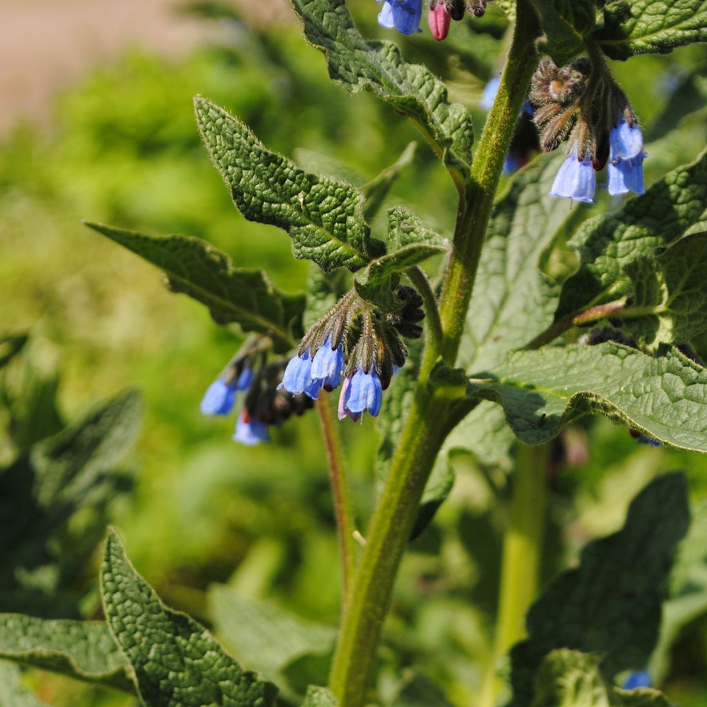 Symphytum azureum - Consuelda Azul