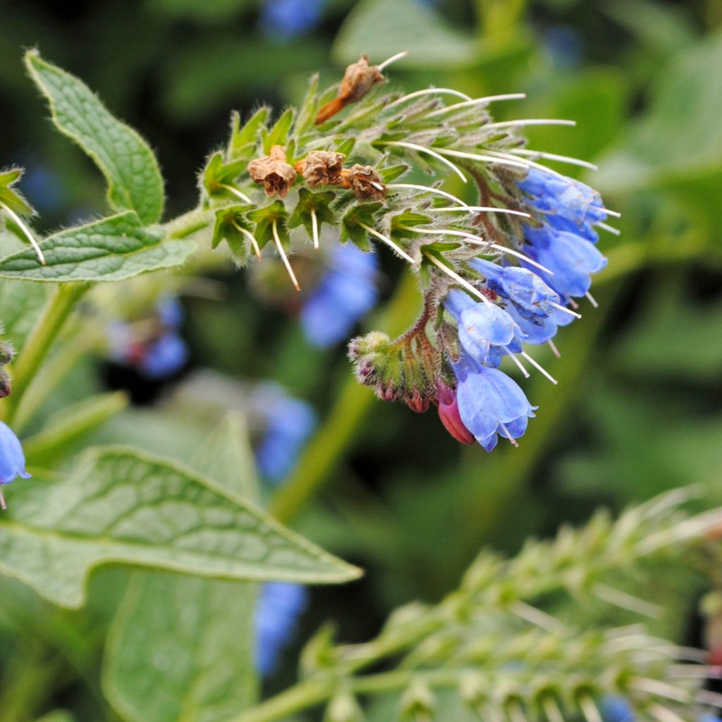 Symphytum azureum - Consuelda Azul