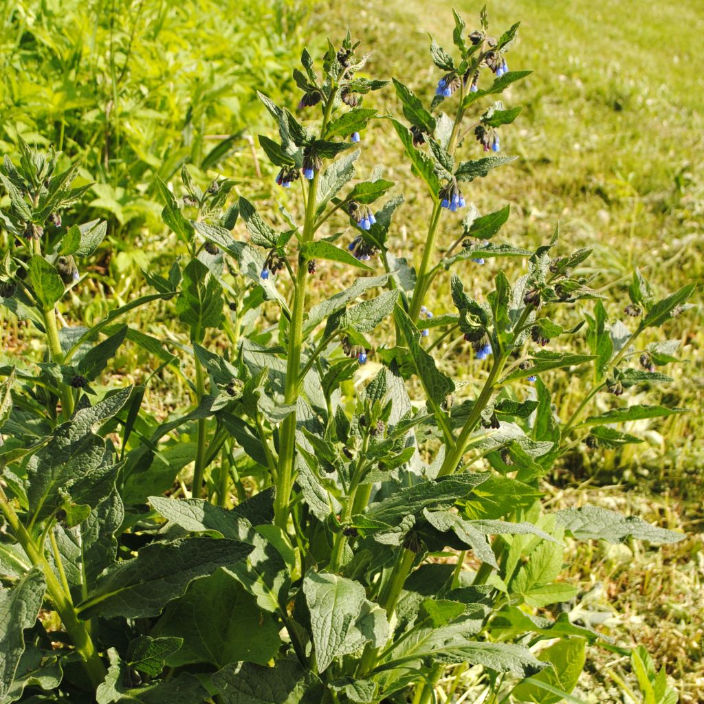 Symphytum azureum - Consuelda Azul