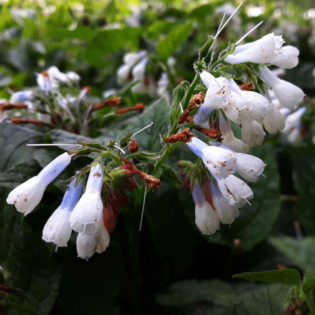 Symphytum grandiflorum Hidcote Blue - Consuelda