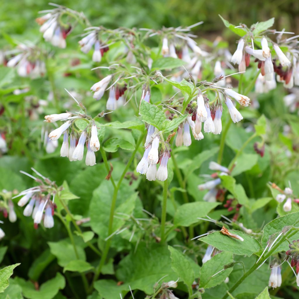 Symphytum grandiflorum Hidcote Blue - Consuelda