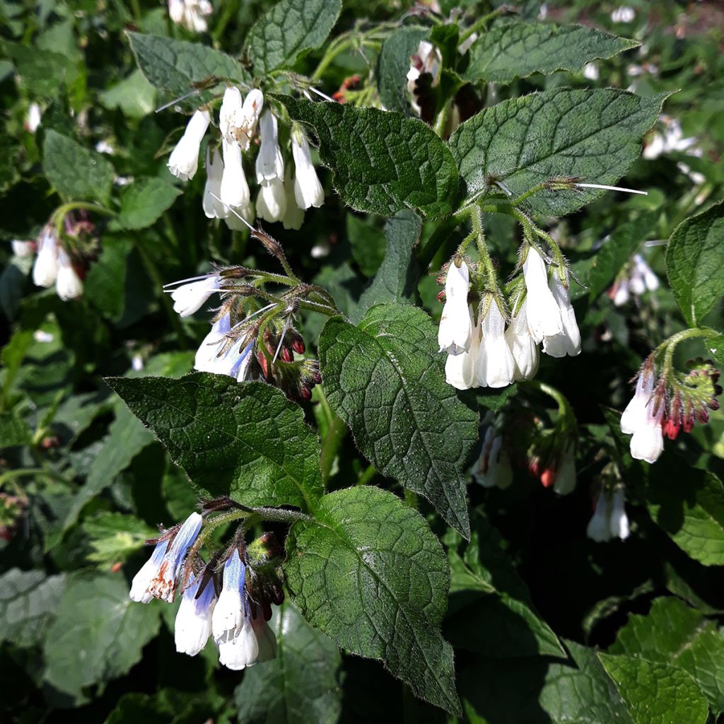 Symphytum grandiflorum Hidcote Blue - Consuelda