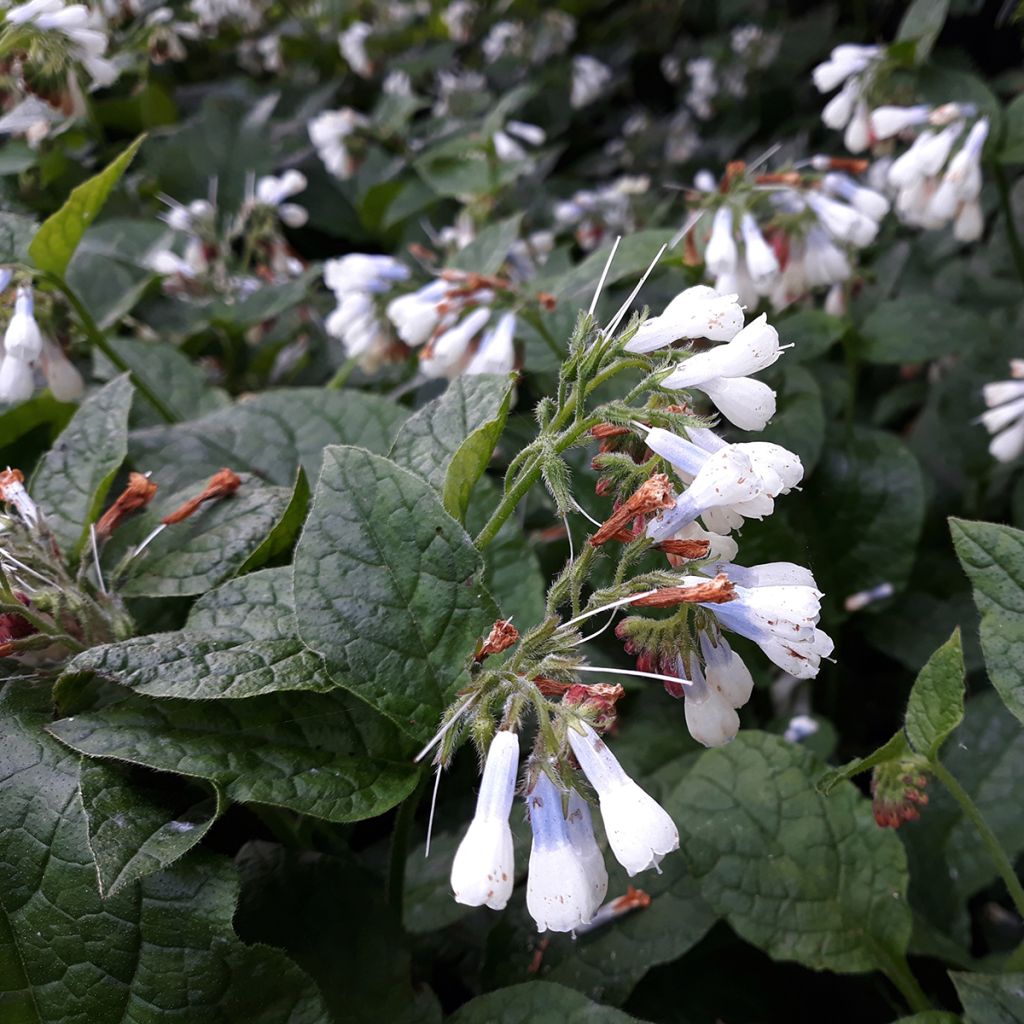 Symphytum grandiflorum Hidcote Blue - Consuelda