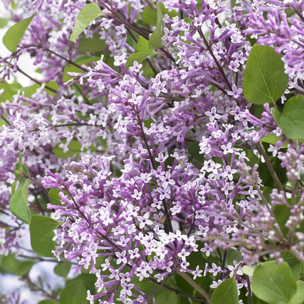 Lilo enano Flowerfesta Purple - Syringa meyeri