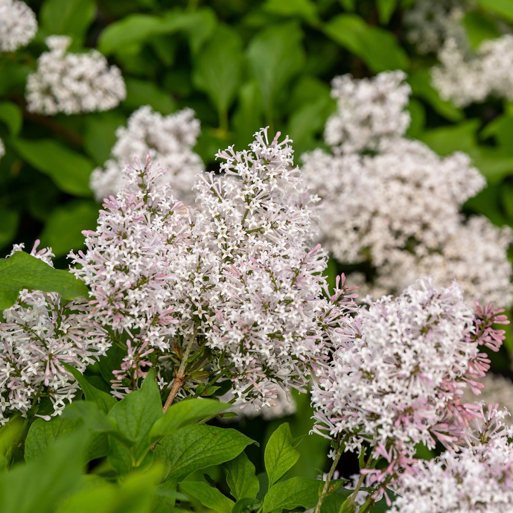 Lila Little Lady - Syringa