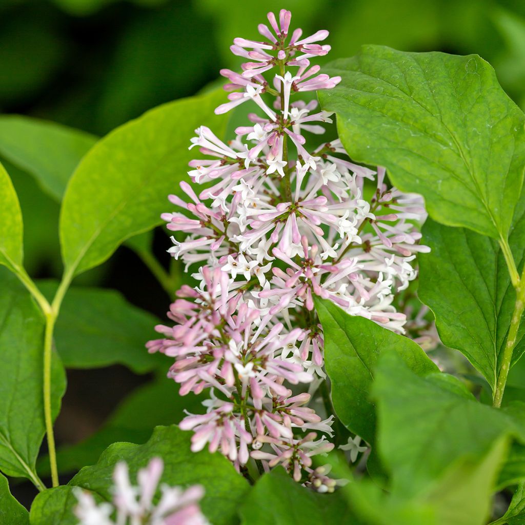 Lila Little Lady - Syringa