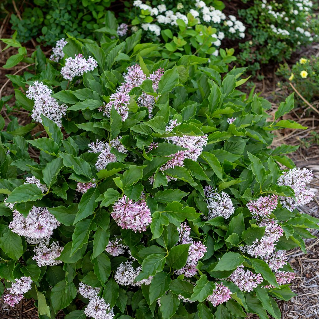 Lila Little Lady - Syringa