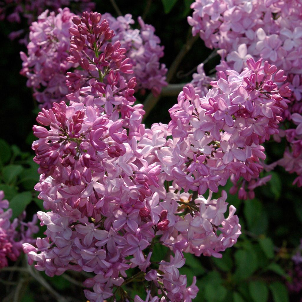 Syringa hyacinthiflora Esther Staley - Lila