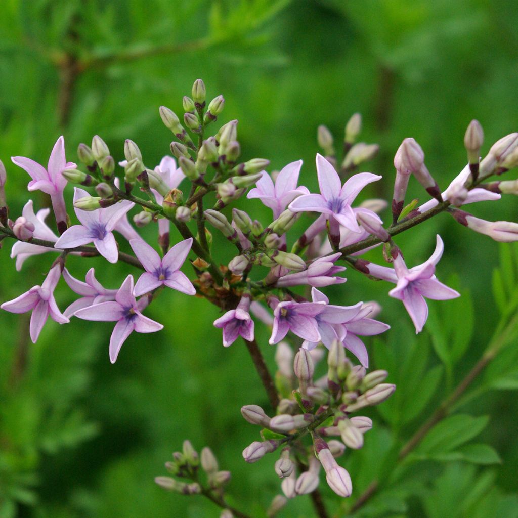 Lila Kabul - Syringa protolaciniata