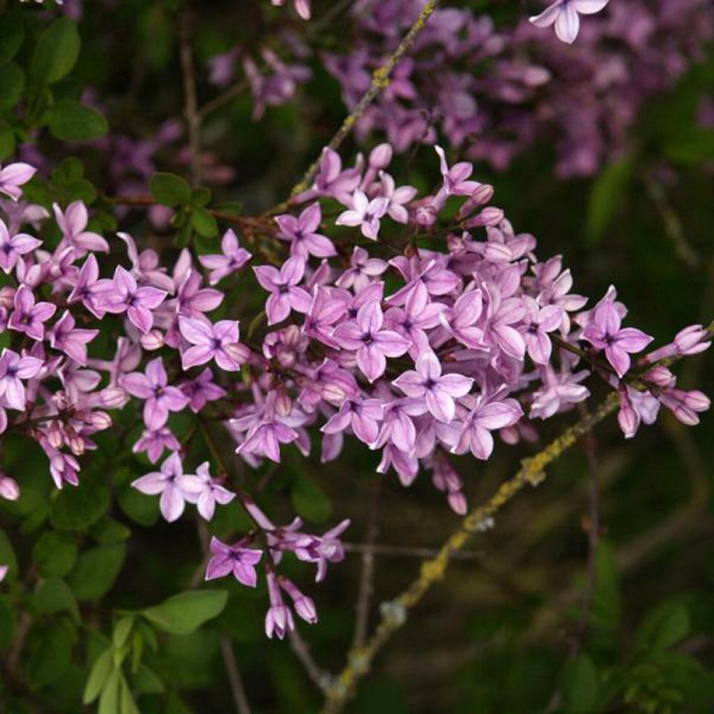 Lila Kabul - Syringa protolaciniata