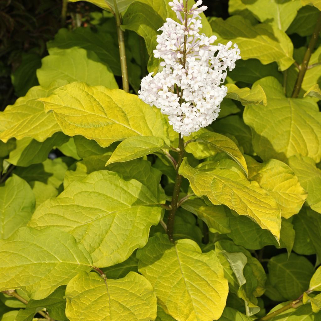 Lila Aurea - Syringa villosa