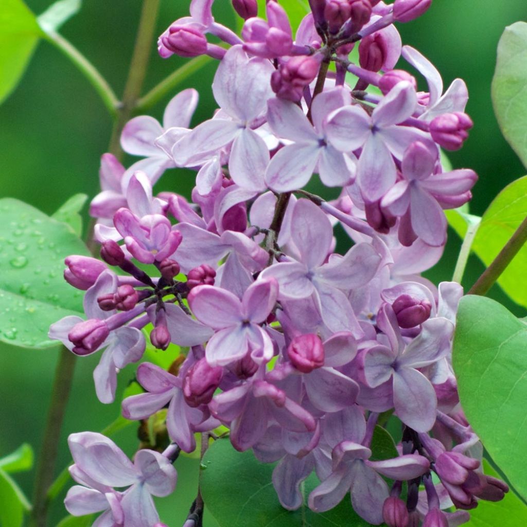 Lila común - Syringa vulgaris