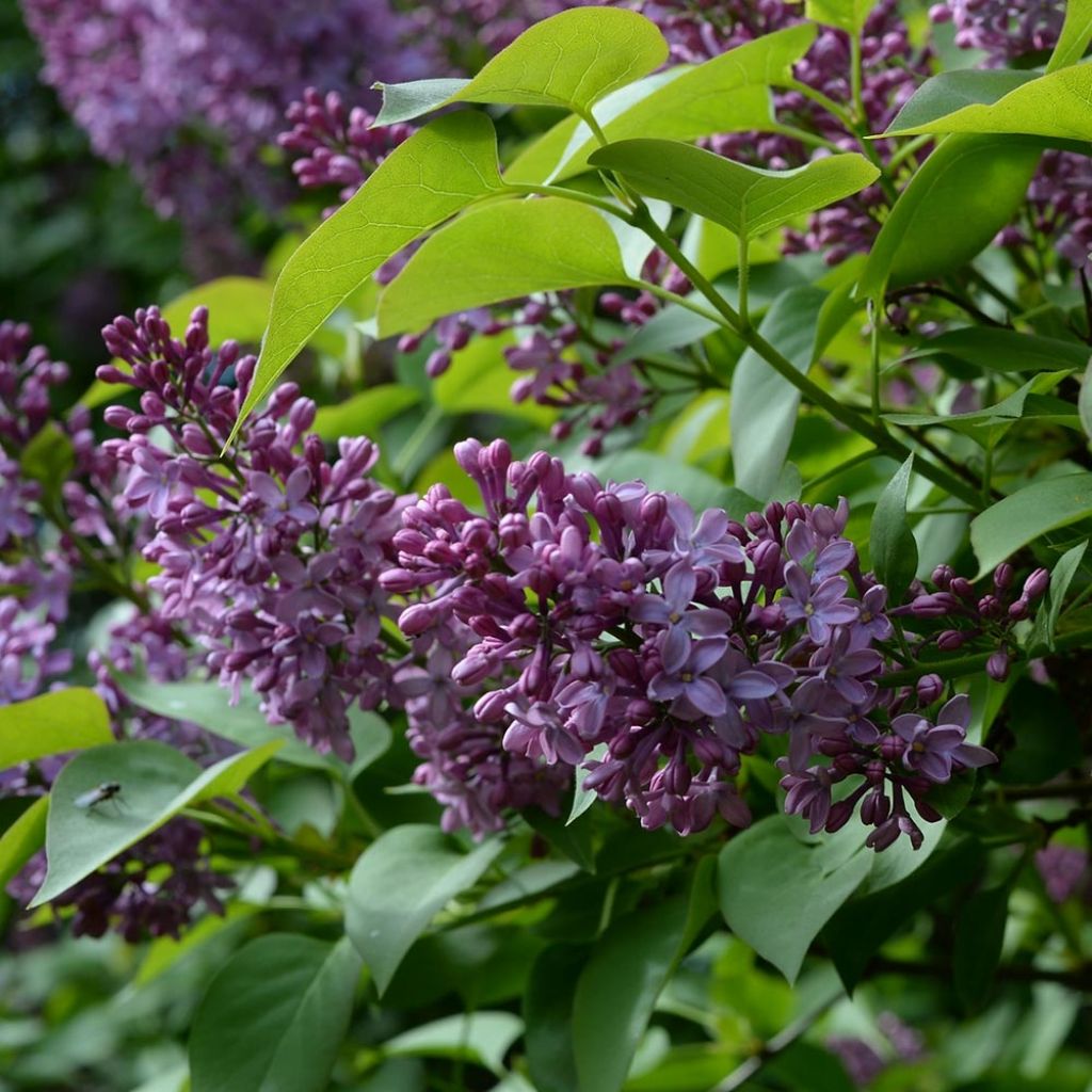 Lila común - Syringa vulgaris