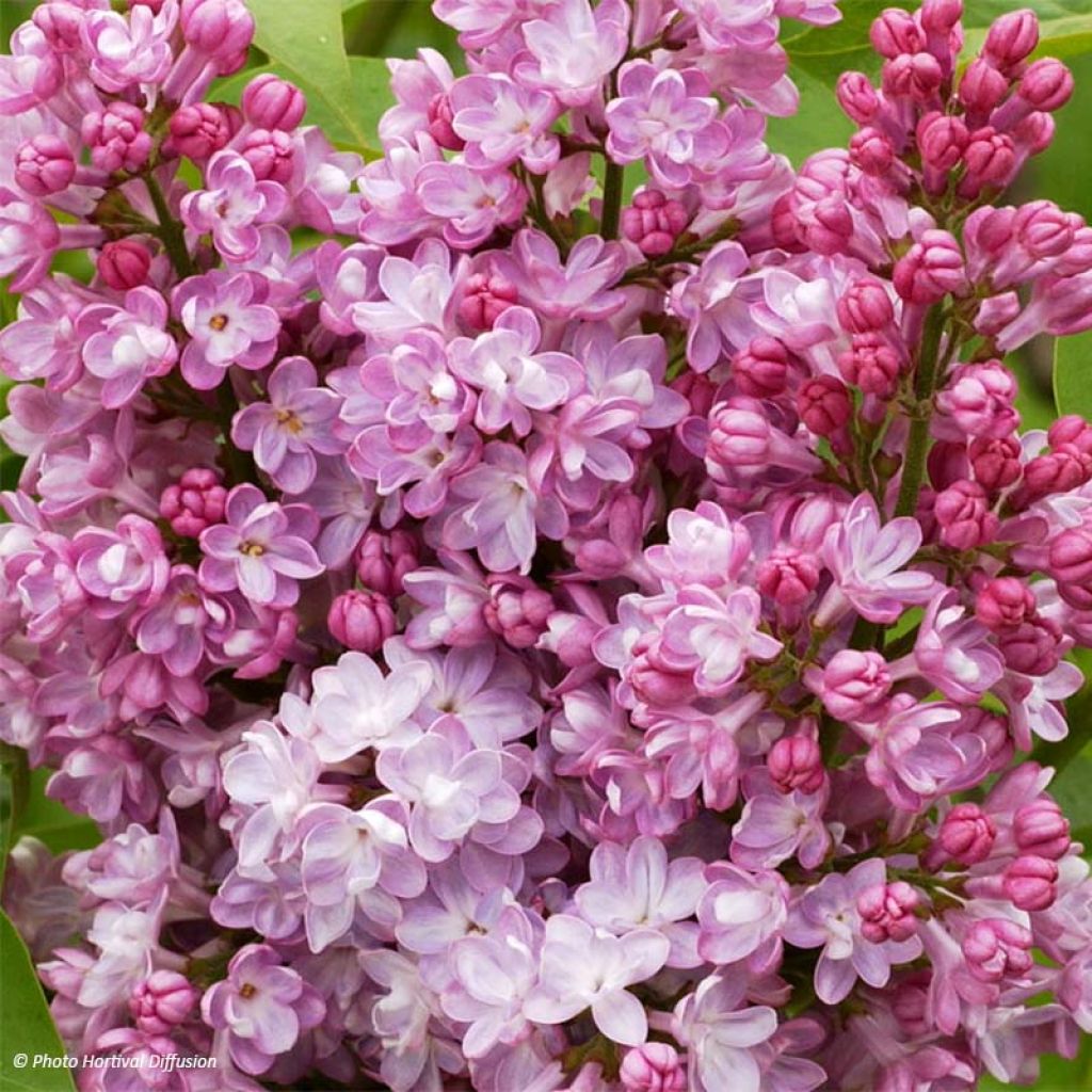 Lilas - Syringa vulgaris Belle de Nancy