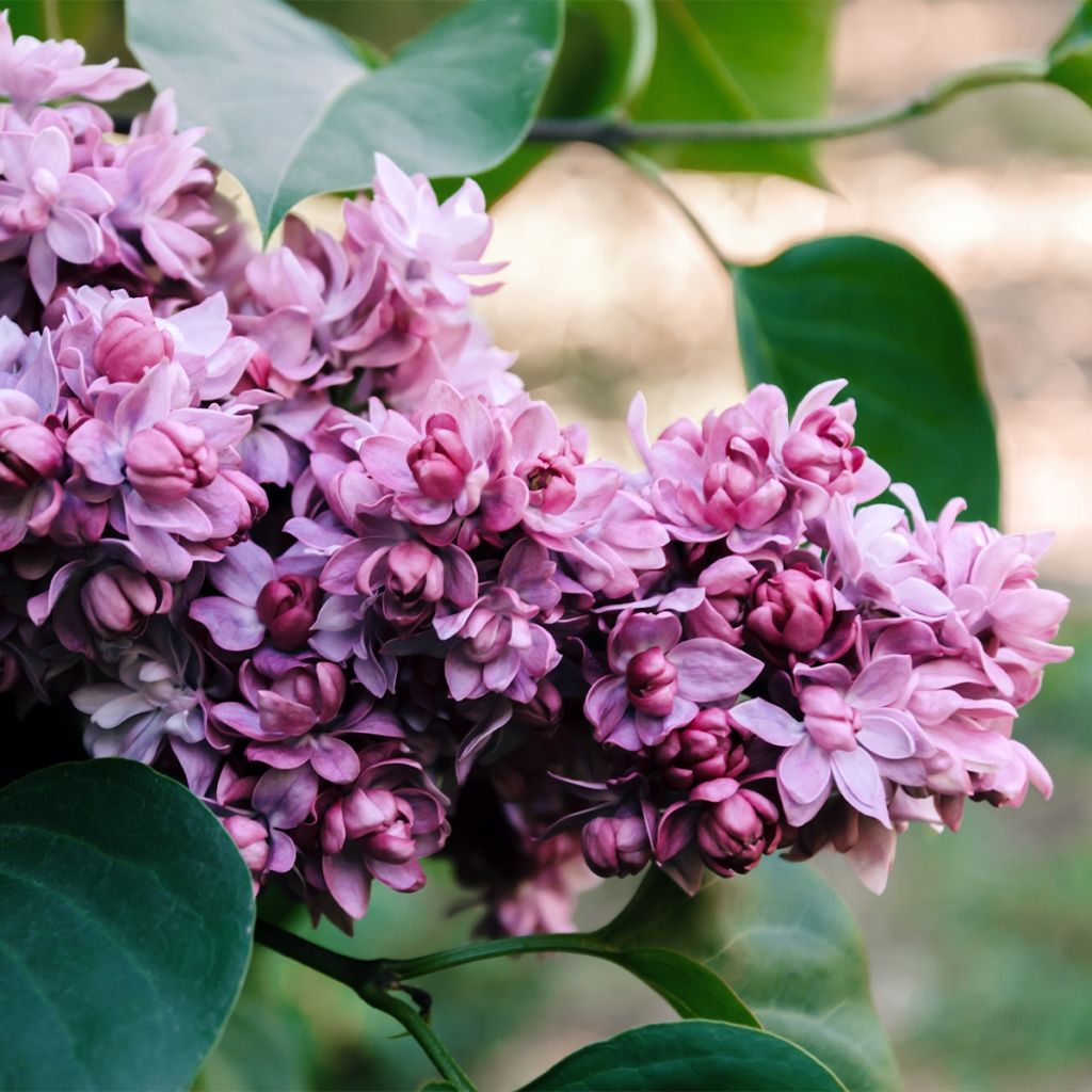 Lilas commun - Syringa vulgaris Paul Thirion