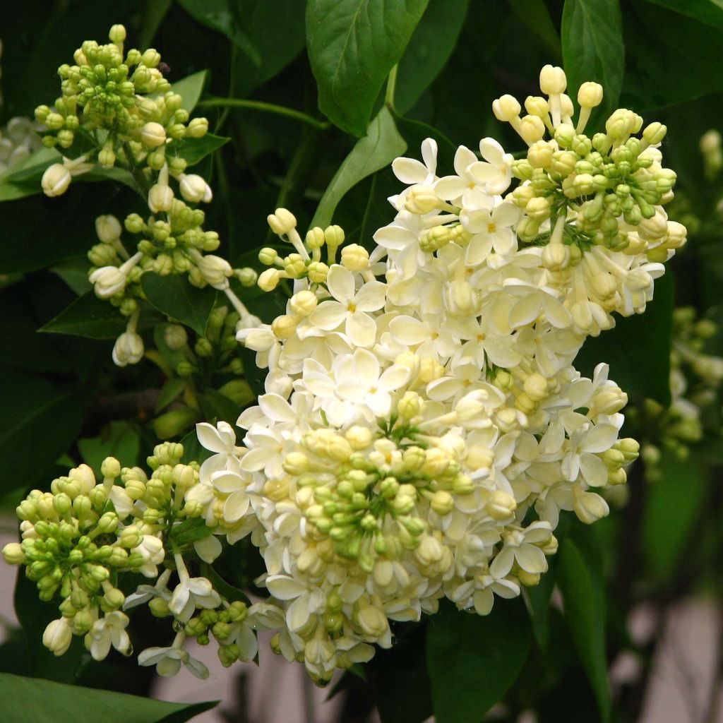 Lilas - Syringa vulgaris Primrose