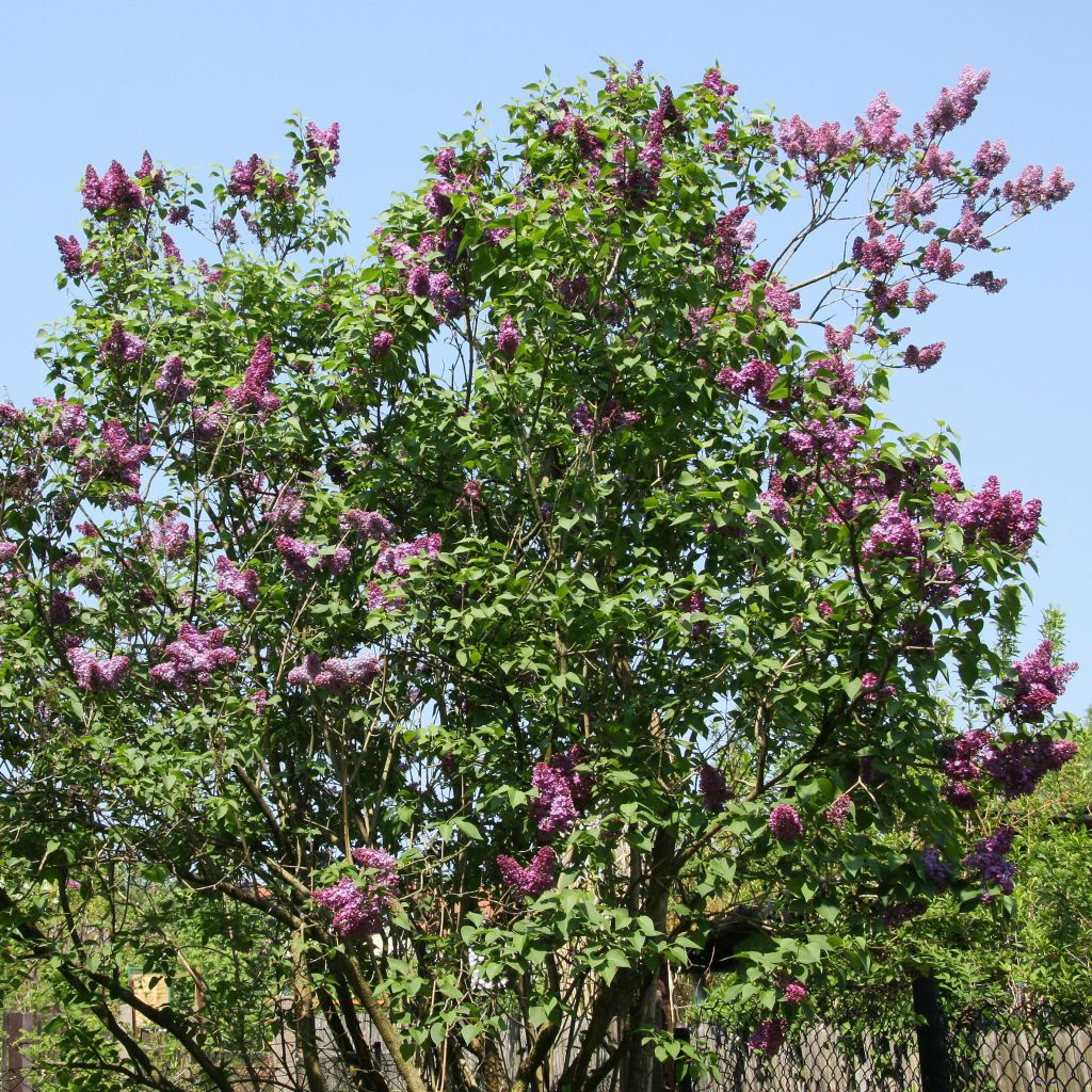 Lilas - Syringa vulgaris Prince Wolkonsky