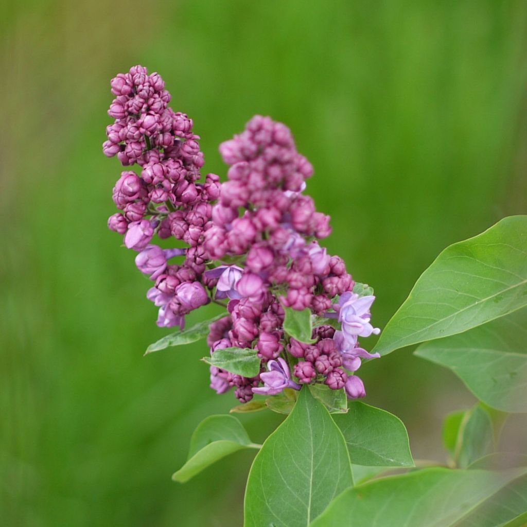 Lilas - Syringa vulgaris Prince Wolkonsky