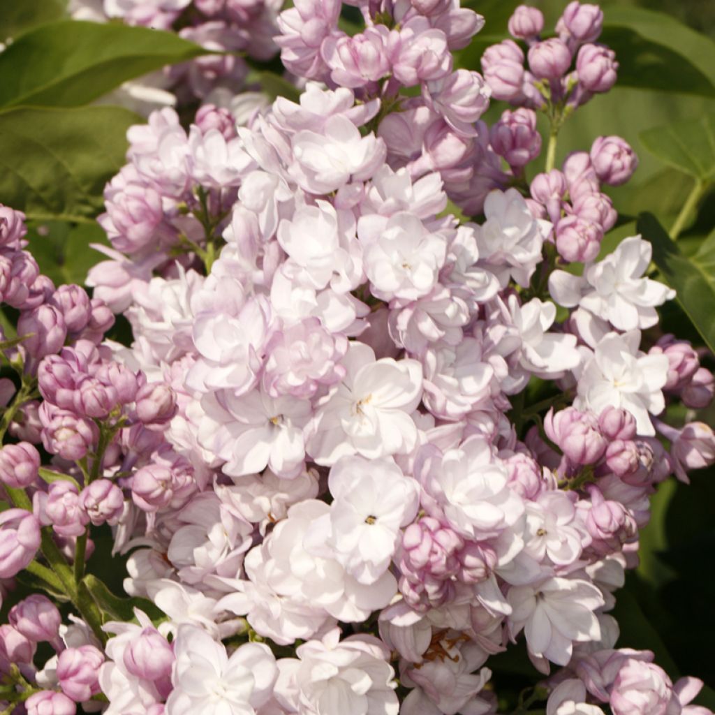 Lilas - Syringa vulgaris Rose de Moscou