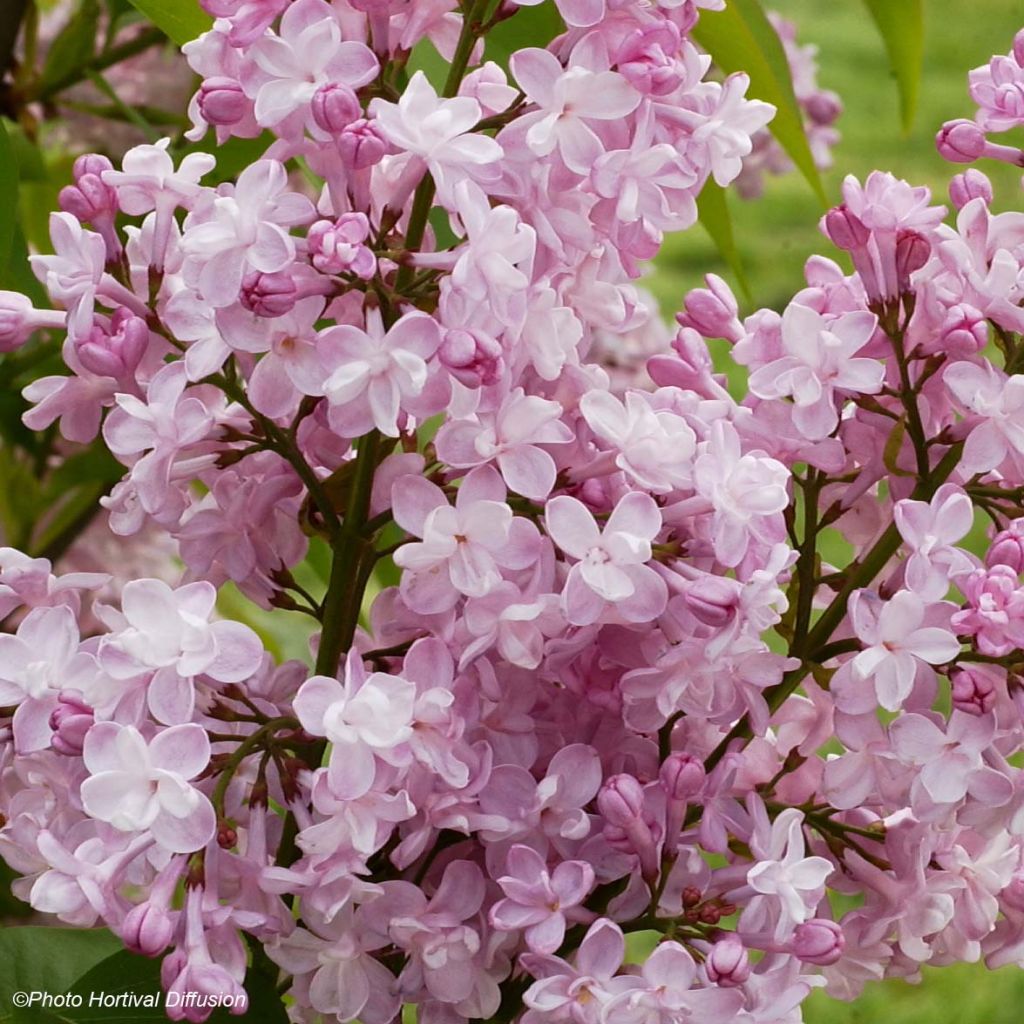 Lilas - Syringa vulgaris Zhemchuzhina