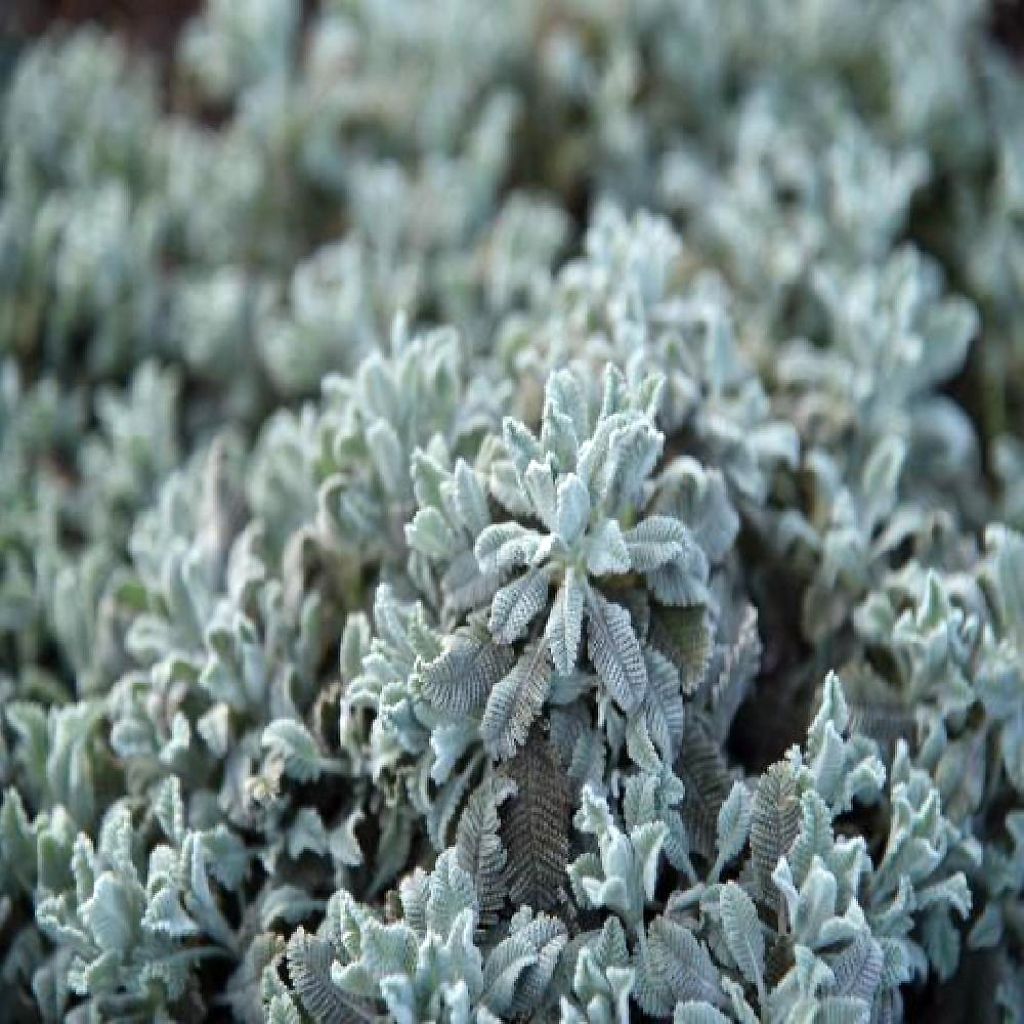 Tanacetum haradjanii Little Frosty - Tanaisie argentée