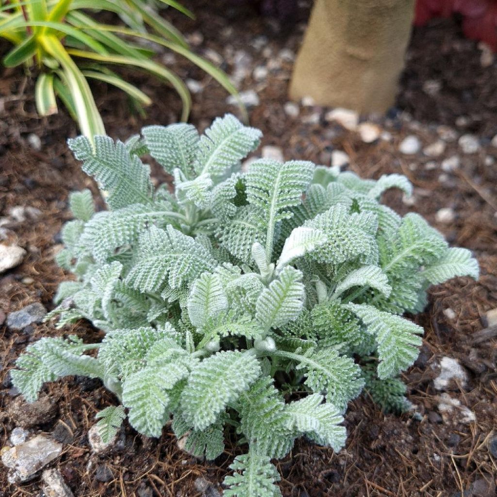 Tanacetum haradjanii Little Frosty - Tanaisie argentée