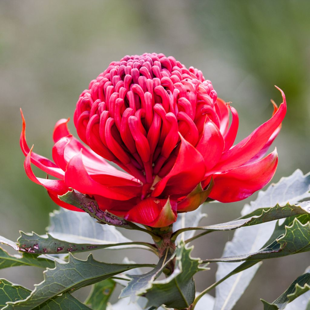 Telopea Red Embers - Waratah