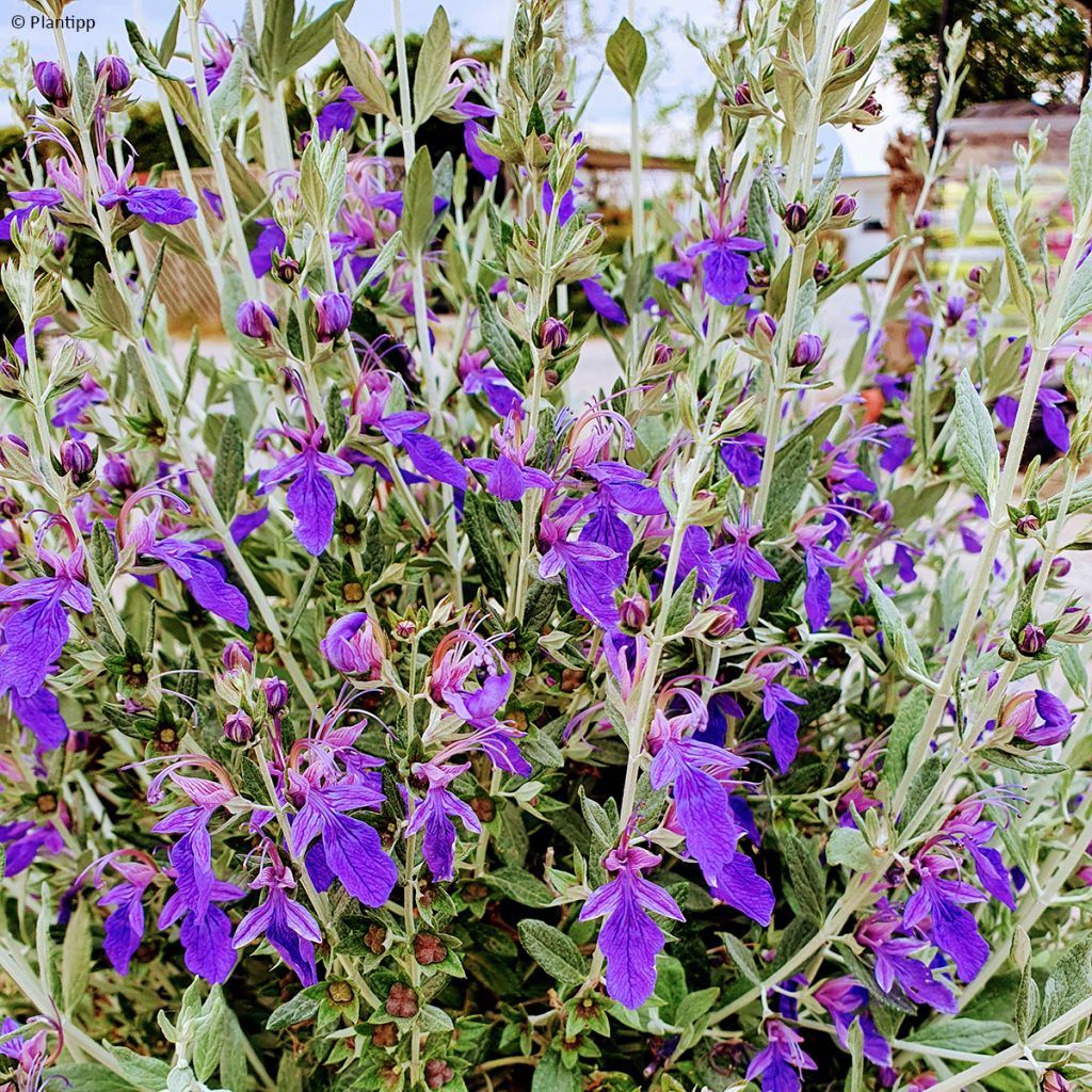 Teucrium Indyho