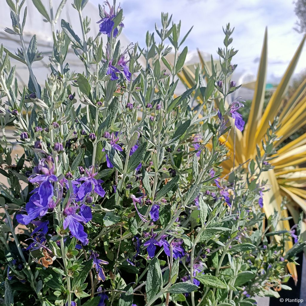 Teucrium Indyho