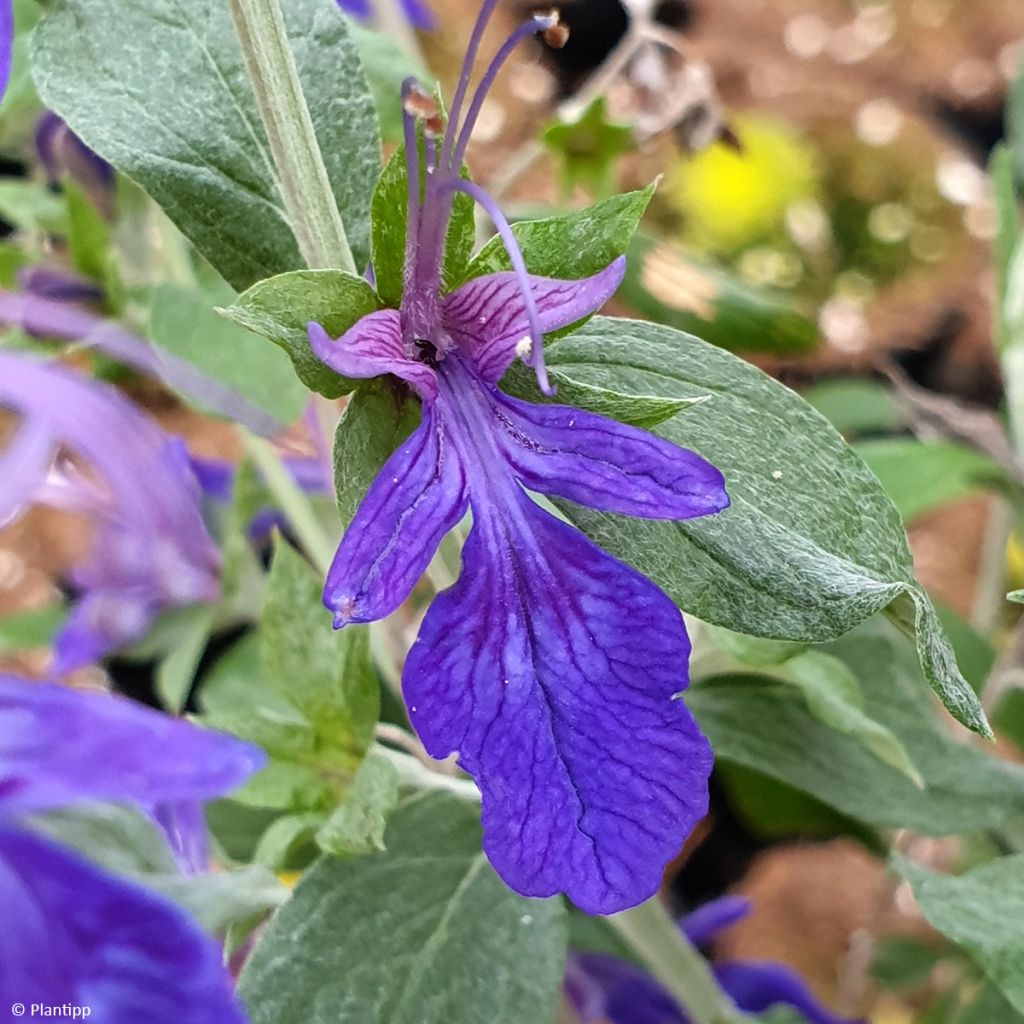 Teucrium Indyho