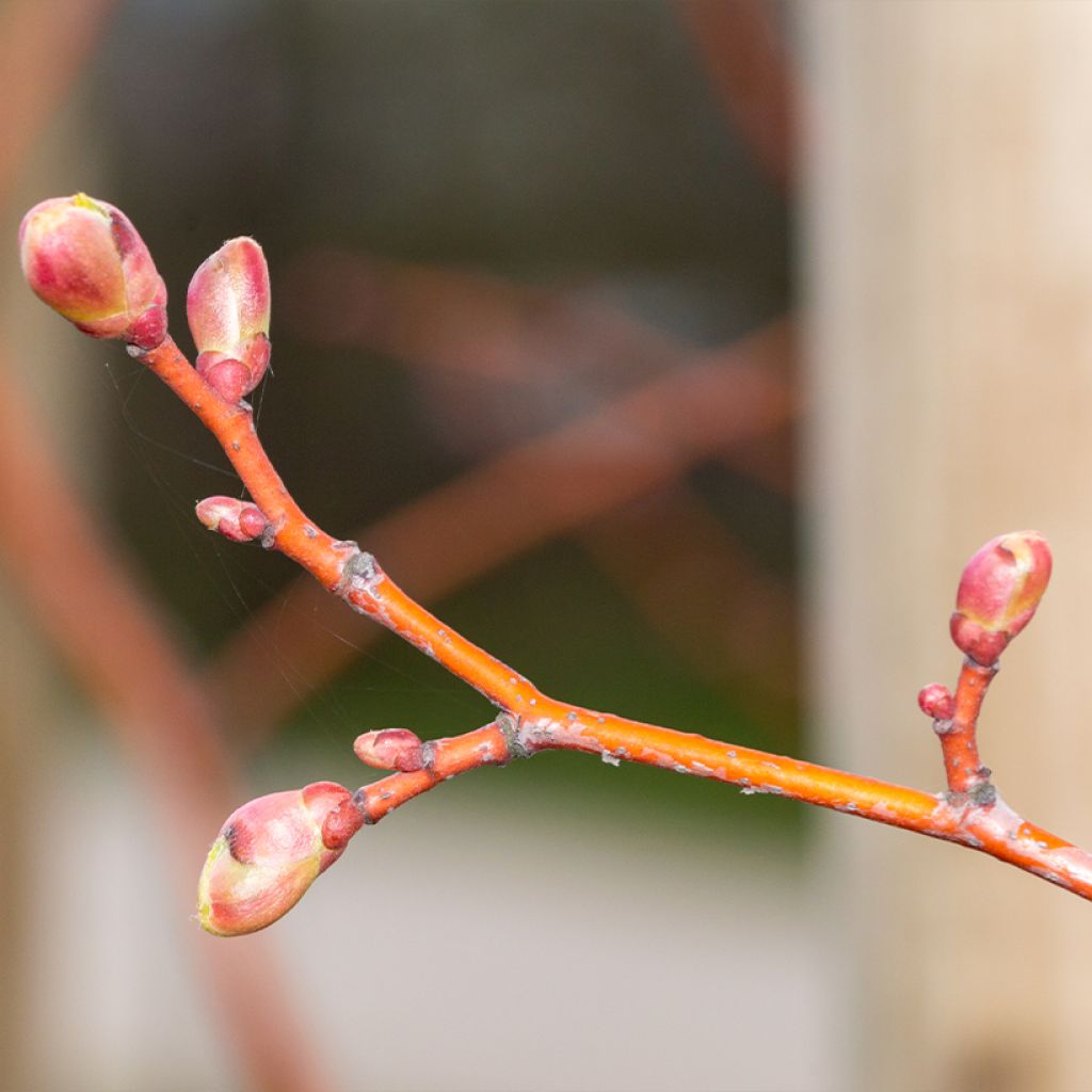 Tilia cordata Winter Orange - Tilo silvestre