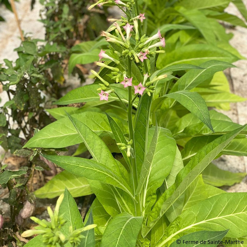 Tabac Ohio Dutch Bio - Ferme de Sainte Marthe - Nicotiana tabacum