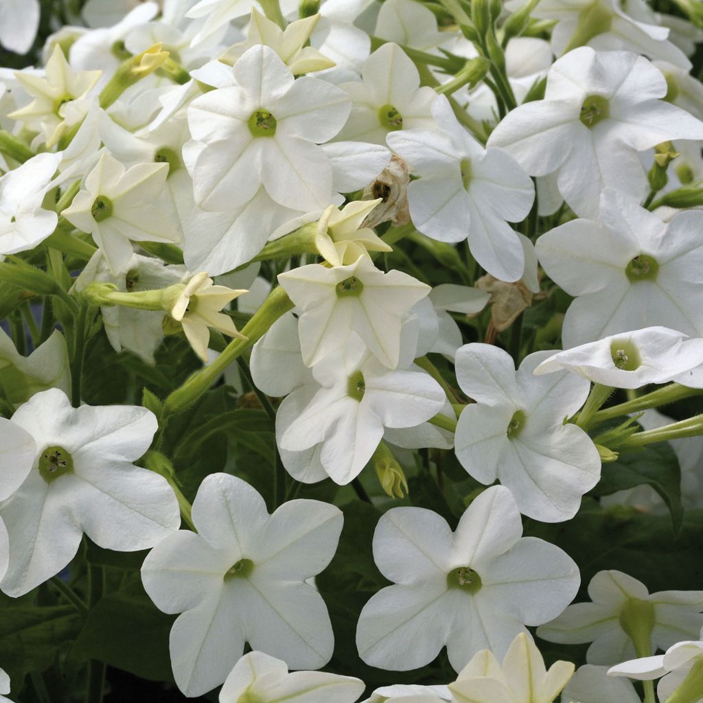 Tabac d'ornement Cuba White - Nicotiana