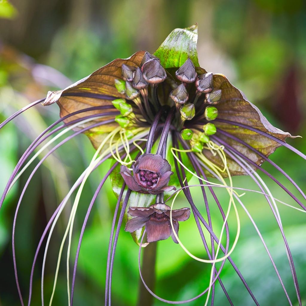 Tacca chantrieri - Fleur Chauve-souris