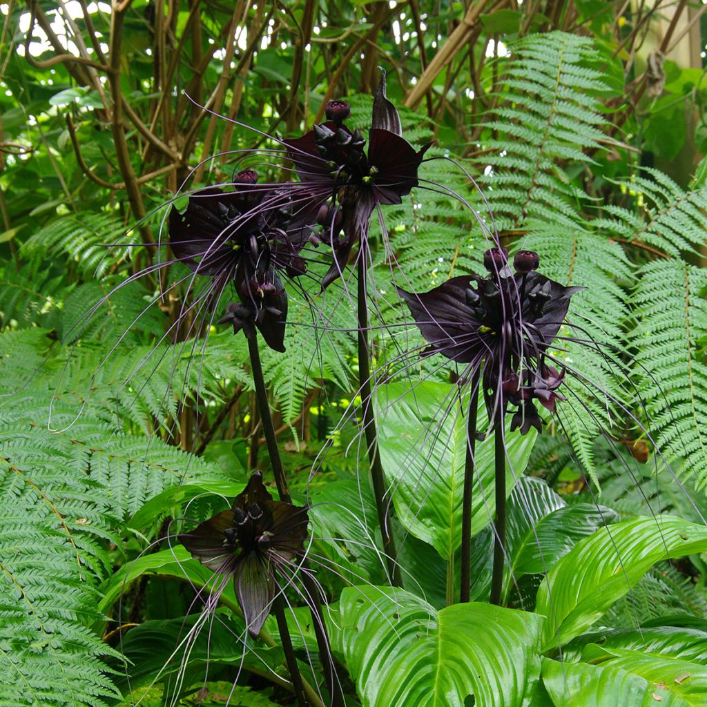 Tacca chantrieri - Planta murciélago