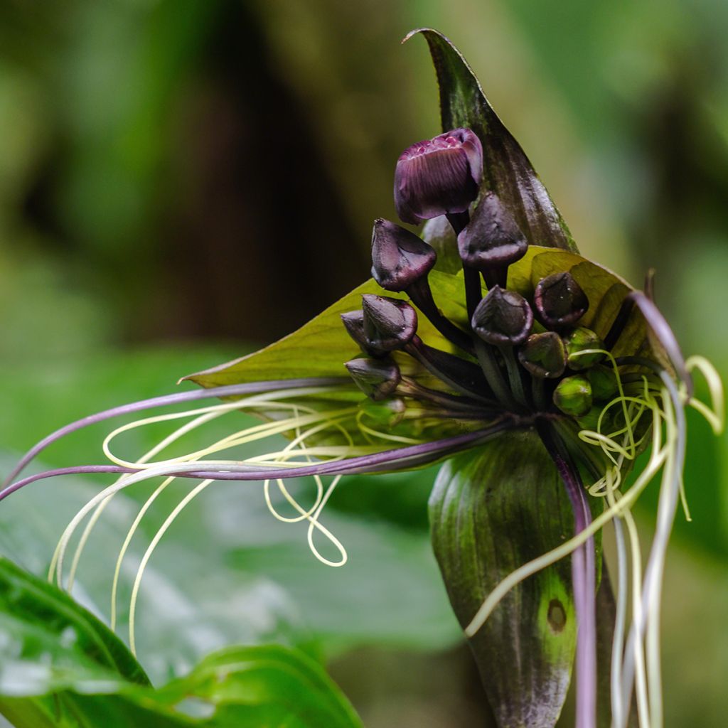 Tacca chantrieri - Planta murciélago