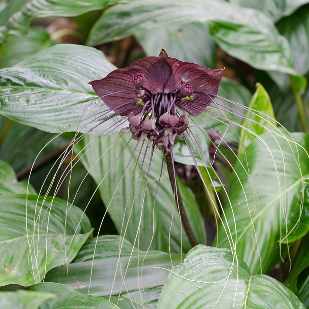 Tacca chantrieri - Planta murciélago