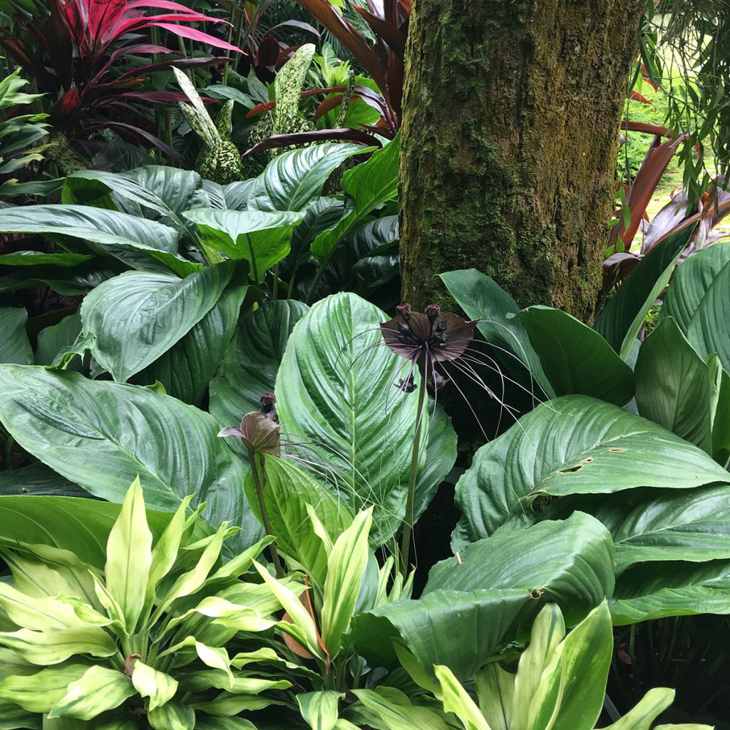 Tacca chantrieri - Planta murciélago