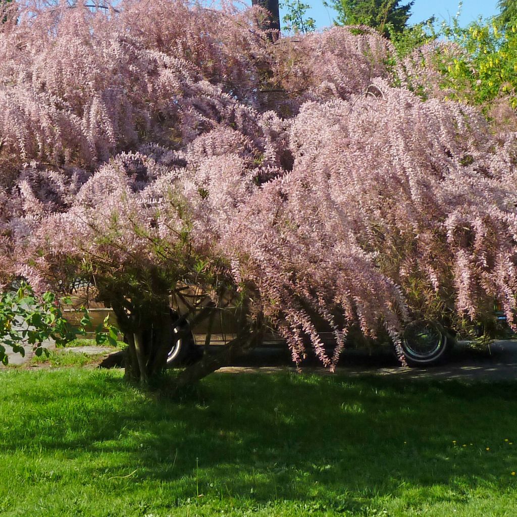 Tamarix tetrandra - Tamariz de primavera