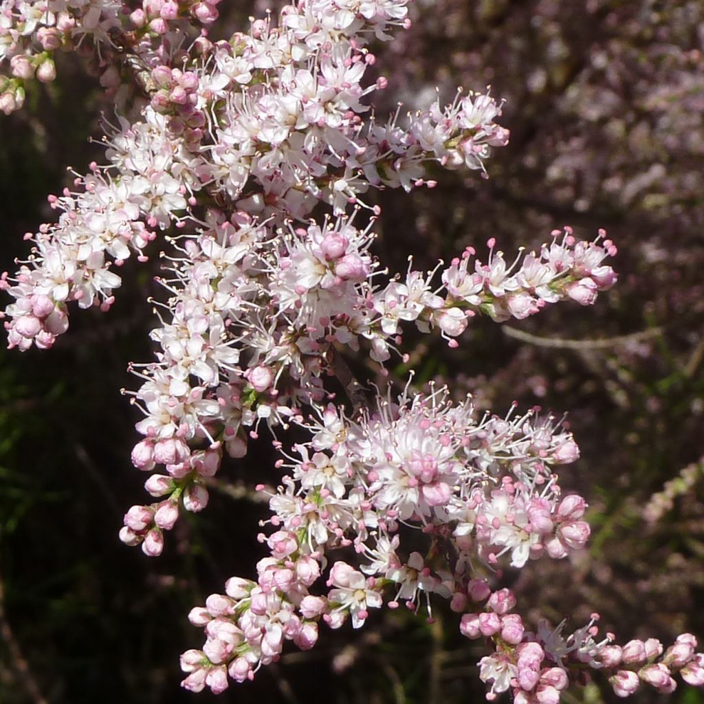 Tamarix tetrandra - Tamariz de primavera